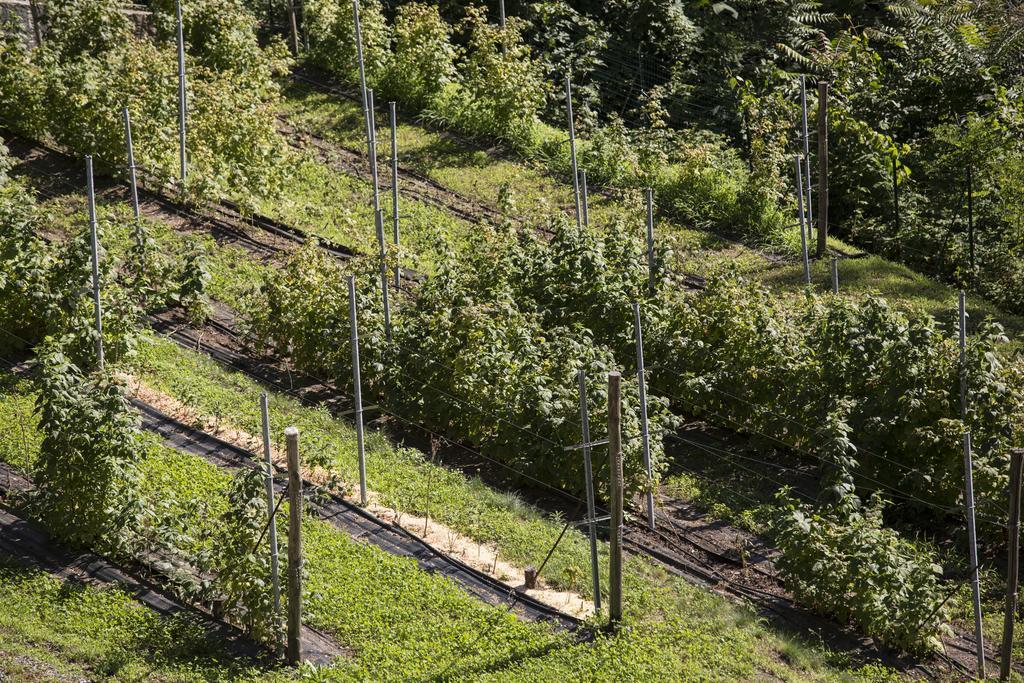 Agriturismo Rossolampone San Bernardino Verbano Eksteriør bilde